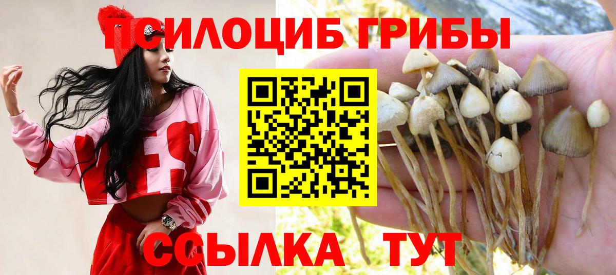 Псилоцибиновые грибы Cubensis Рославль